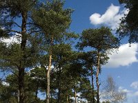 NL, Limburg, Weert, Oudste bos, Laurabossen 14, Saxifraga-Jan van der Straaten