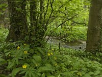 B, Liege, Kelmis, Eyneburg 61, Saxifraga-Willem van Kruijsbergen