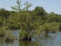 B, Limburg, Bocholt, Lozerheide 28, Saxifraga-Marijke Verhagen