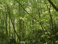 B, Namur, Viroinval, Tienne aux Pauquis 12, Saxifraga-Willem van Kruijsbergen