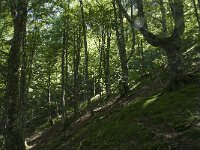F, Ariege, Couflens, Bois de la Baume 6, Saxifraga-Willem van Kruijsbergen