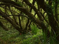 F, Morbihan, Guidel, Guidel Plage 1, Saxifraga-Theo Verstrael