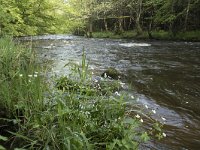 F, Nievre, Dun-les-Places, La Cure 12, Saxifraga-Willem van Kruijsbergen