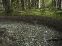 F, Nievre, Dun-les-Places, les Pres des Cheventes 3, Saxifraga-Willem van Kruijsbergen