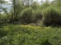 F, Nievre, Saint-Agnan 17, Saxifraga-Willem van Kruijsbergen