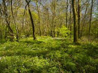 Bois de Maillace, Saône et Loire, Frankrijk