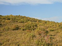 GR, Anatoliki Makedonia kai Thraki, Komotini 58, Saxifraga-Dirk Hilbers