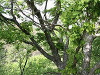 GR, Evros, Dadia forest 1, Saxifraga-Dirk Hilbers