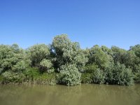 RO, Tulcea, Donau Delta 5, Saxifraga-Bart Vastenhouw