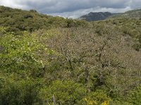E, Cadiz, Jimena de la Frontera, Alcornocales 25, Saxifraga-Jan van der Straaten