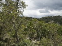 E, Cadiz, Jimena de la Frontera, Alcornocales 28, Saxifraga-Jan van der Straaten