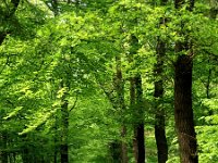 NL, Drenthe, Hoogeveen, Spaarbankbos 14, Saxifraga-Hans Dekker