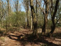 NL, Drenthe, Midden-Drenthe, Eendenkooi Orvelte 8, Saxifraga-Hans Dekker