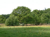 NL, Drenthe, Noordenveld, Nietap 41, Saxifraga-Hans Boll