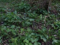 NL, Gelderland, Brummen, Cortenoever 110, Saxifraga-Hans Boll