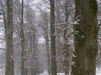 NL, Gelderland, Rheden, NP Veluwezoom 2, Saxifraga-Henk Sierdsema
