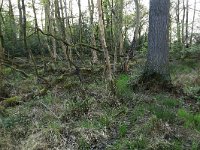 NL, Groningen, Westerwolde, Lieftinghsbroek 18, Saxifraga-Hans Boll