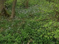 NL, Limburg, Echt-Susteren, Doort 1, Saxifraga-Hans Boll