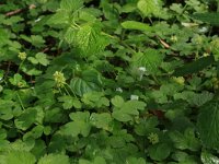 NL, Limburg, Echt-Susteren, Doort 116, Saxifraga-Hans Boll