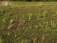 NL, Nederland, Gelderland, Lochem, Stelkampsveld 16, Saxifraga-Hans Boll