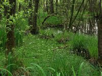 NL, Nederland, Gelderland, Lochem, Stelkampsveld 18, Saxifraga-Hans Boll