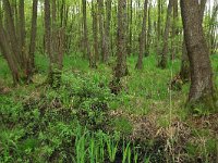 NL, Nederland, Gelderland, Lochem, Stelkampsveld 21, Saxifraga-Hans Boll