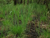NL, Nederland, Gelderland, Lochem, Stelkampsveld 27, Saxifraga-Hans Boll