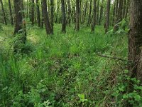 NL, Nederland, Gelderland, Lochem, Stelkampsveld 8, Saxifraga-Hans Boll