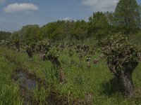 NL, Noord-Brabant, Aalburg, Pompveld 13, Saxifraga-Jan van der Straaten