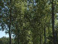 NL, Noord-Brabant, Aalburg, Pompveld 19, Saxifraga-Jan van der Straaten