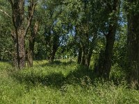 NL, Noord-Brabant, Aalburg, Pompveld 24, Saxifraga-Jan van der Straaten