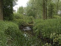 NL, Noord-Brabant, Baarle-Nassau, Halsche Beemden 146, Saxifraga-Willem van Kruijsbergen