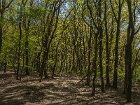 NL, Noord-Brabant, Boxmeer, Vortumse Bergjes 2, Saxifraga-Jan van der Straaten