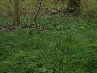 NL, Overijssel, Dinkelland, Achter de Voort 18, Saxifraga-Hans Boll
