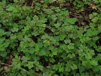 NL, Overijssel, Dinkelland, Agelerbroek 24, Saxifraga-Hans Boll