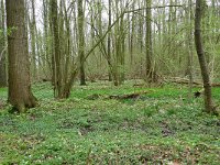 NL, Overijssel, Losser, Smoddebos 8, Saxifraga-Mark Zekhuis
