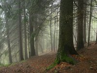 RO, Brasov, Piatra Craiului National Park 15, Saxifraga-Dirk Hilbers