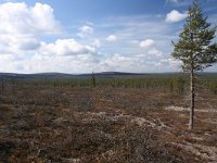 FIN, Lapland, Ivalo, Uhro Kekkonen 15, Saxifraga-Dirk Hilbers