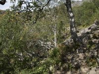 N, More og Romsdal, Fraena, Trollkyrkja 23, Saxifraga-Willem van Kruijsbergen