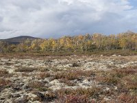 N, Oppland, Dovre, Fokstumyra 132, Saxifraga-Willem van Kruijsbergen