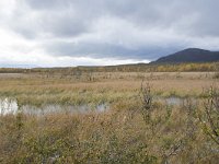 N, Oppland, Dovre, Fokstumyra 146, Saxifraga-Willem van Kruijsbergen