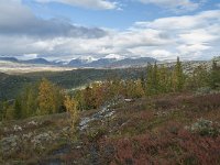 N, Oppland, Sel, Smaahaarrtjonne 26, Saxifraga-Annemiek Bouwman