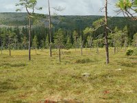 S, Dalarna, Sarna, National Park Fulufjallet 18, Saxifraga-Willem van Kruijsbergen
