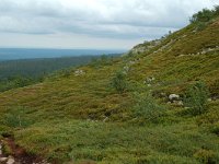 S, Dalarna, Sarna, National Park Fulufjallet 4, Saxifraga-Willem van Kruijsbergen