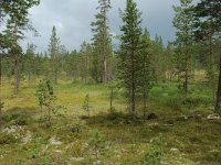 S, Jamtland, Harjedalen 1, Saxifraga-Willem van Kruijsbergen