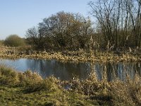 B, Limburg, Kinrooi, De Luysen 14, Saxifraga-Jan van der Straaten