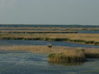 RO, Tulcea, Danube delta 25, Saxifraga-Dirk Hilbers
