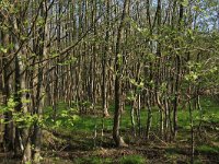 NL, Drenthe, Aa en Hunze, Drentsche Aa 47, Saxifraga-Hans Boll