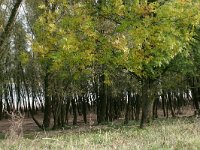 NL, Gelderland, Beuningen, Staartjeswaard 2, Saxifraga-Hans Boll