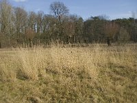 NL, Noord-Brabant, Boxtel, De Geelders 27, Saxifraga-Willem van Kruijsbergen